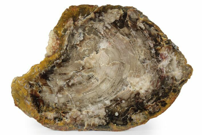 Jurassic Petrified Wood Round - Henry Mountain, Utah #244613